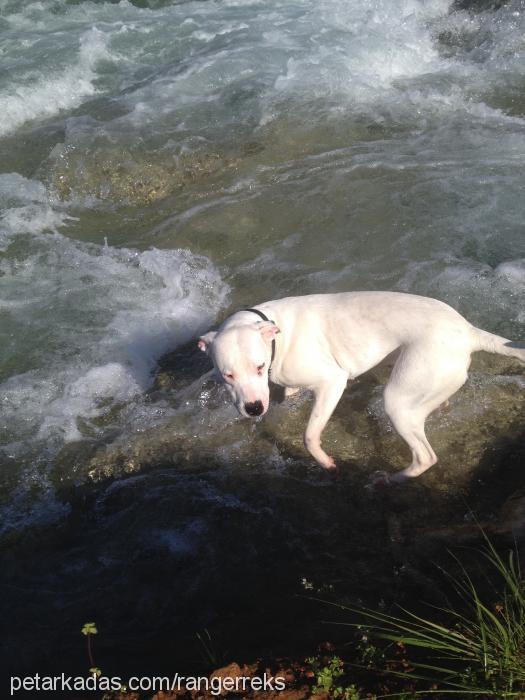 daisy Dişi Dogo Arjantin