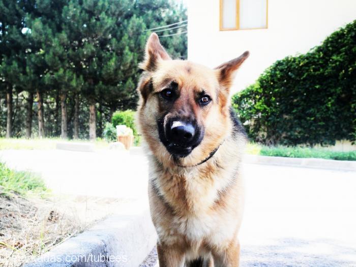 can Erkek Alman Çoban Köpeği