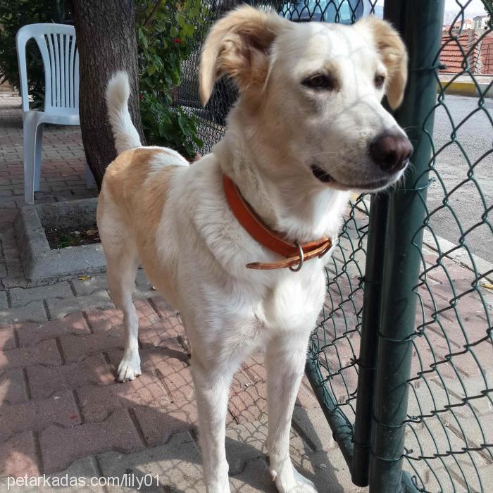 lily Dişi Golden Retriever