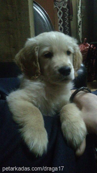 sonny Erkek Golden Retriever