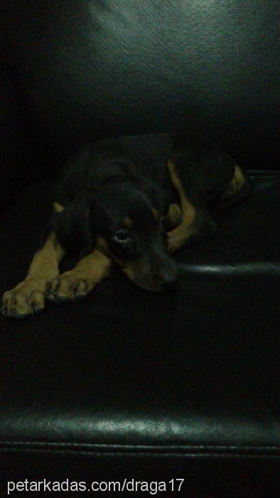 chanel Dişi Doberman Pinscher