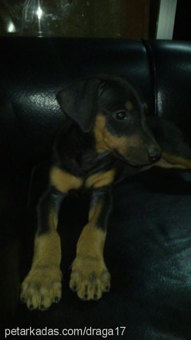 chanel Dişi Doberman Pinscher