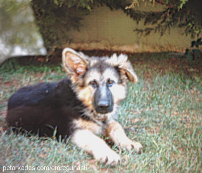 murphy Erkek Alman Çoban Köpeği