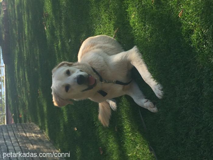 coni Erkek Labrador Retriever