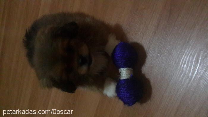 oscar Erkek Pekingese