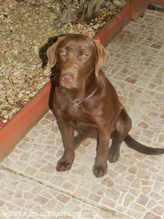 bİtter Dişi Labrador Retriever