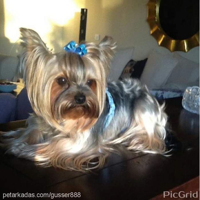 mjforever Erkek Yorkshire Terrier