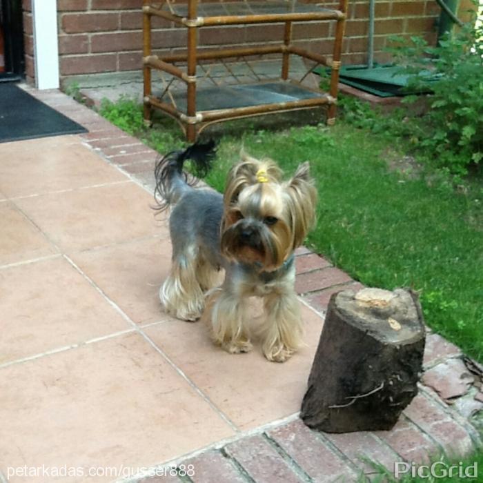 mjforever Erkek Yorkshire Terrier