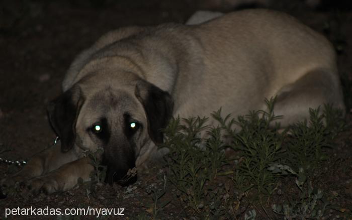 fıstık Dişi Kangal