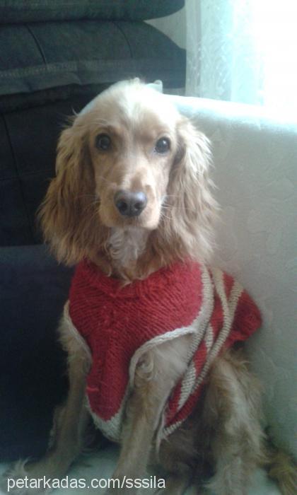 Şila Dişi İngiliz Cocker Spaniel