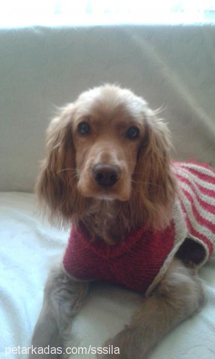 Şila Dişi İngiliz Cocker Spaniel