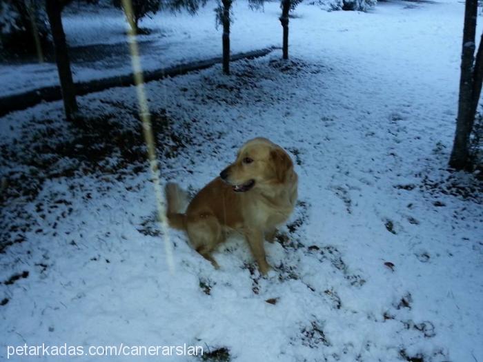 kaptan Erkek Golden Retriever