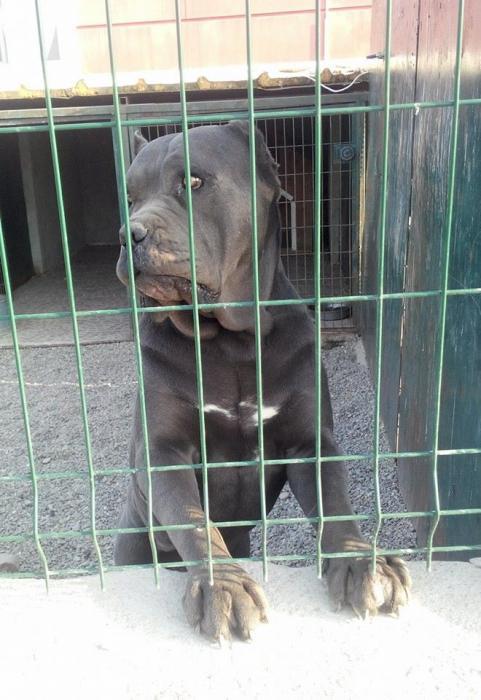 omniaottomangua Dişi Cane Corso Italiano