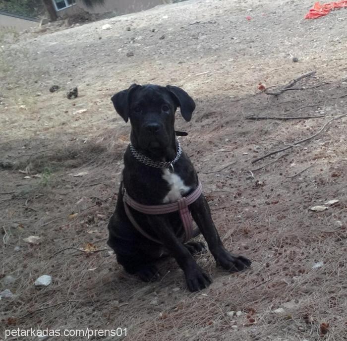 omniaottomangua Dişi Cane Corso Italiano