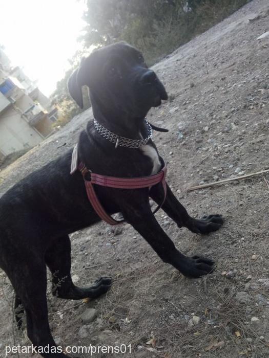 omniaottomangua Dişi Cane Corso Italiano