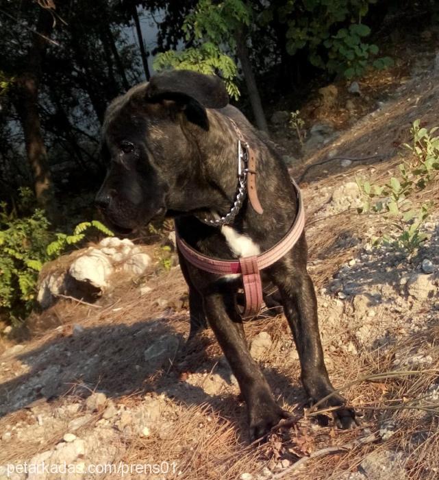 omniaottomangua Dişi Cane Corso Italiano