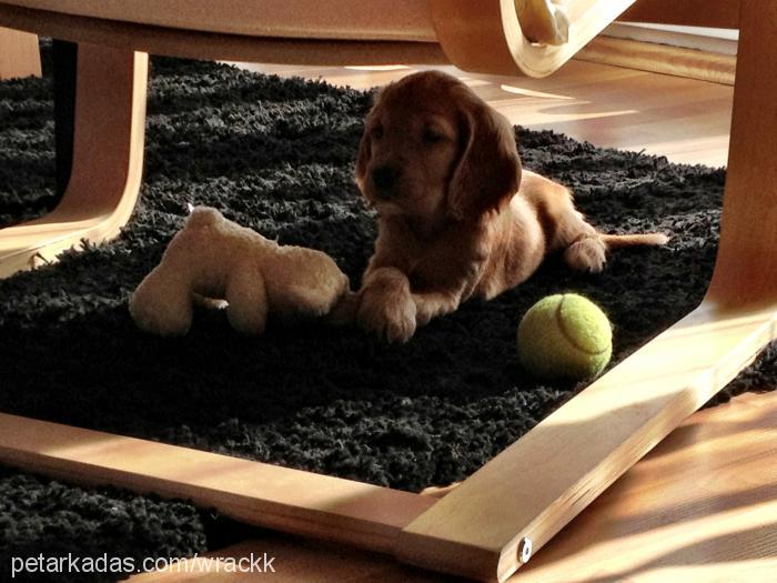 köpük Erkek İngiliz Cocker Spaniel