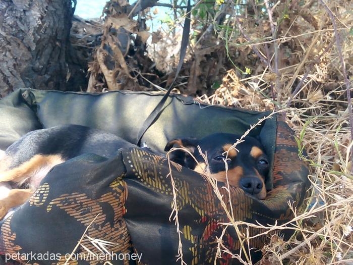 lucy Erkek Doberman Pinscher