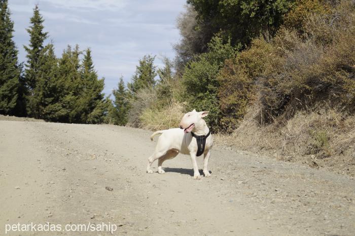 nadia Dişi Bull Terrier