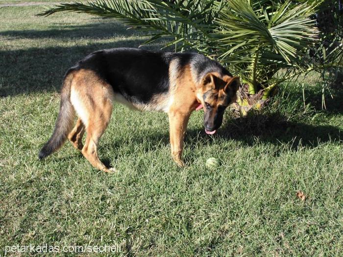 eva Dişi Alman Çoban Köpeği