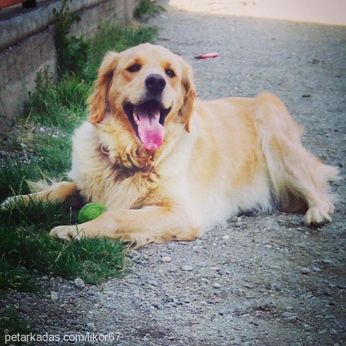 likör Dişi Golden Retriever