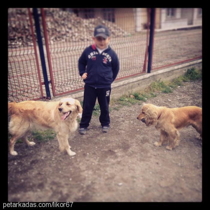 likör Dişi Golden Retriever