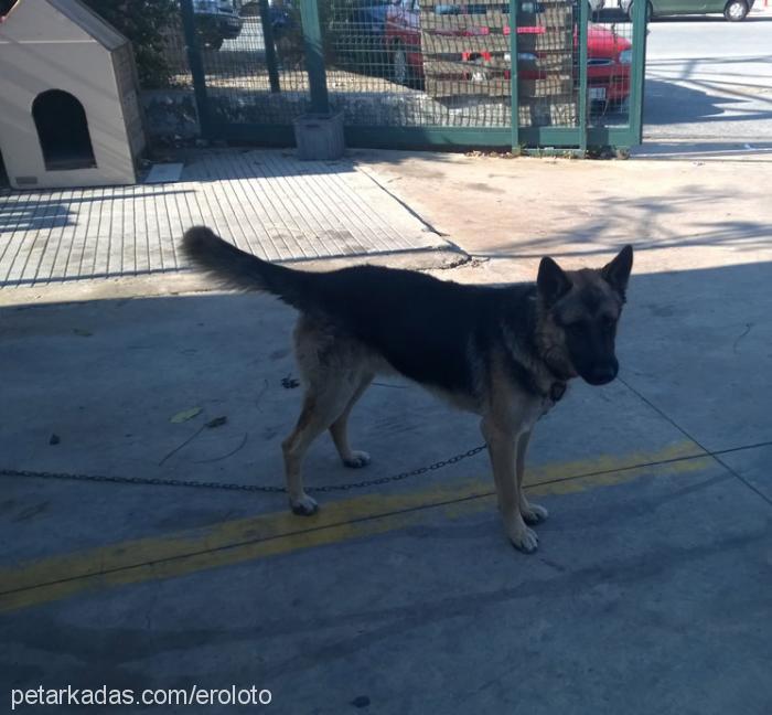 paşa Erkek Alman Çoban Köpeği