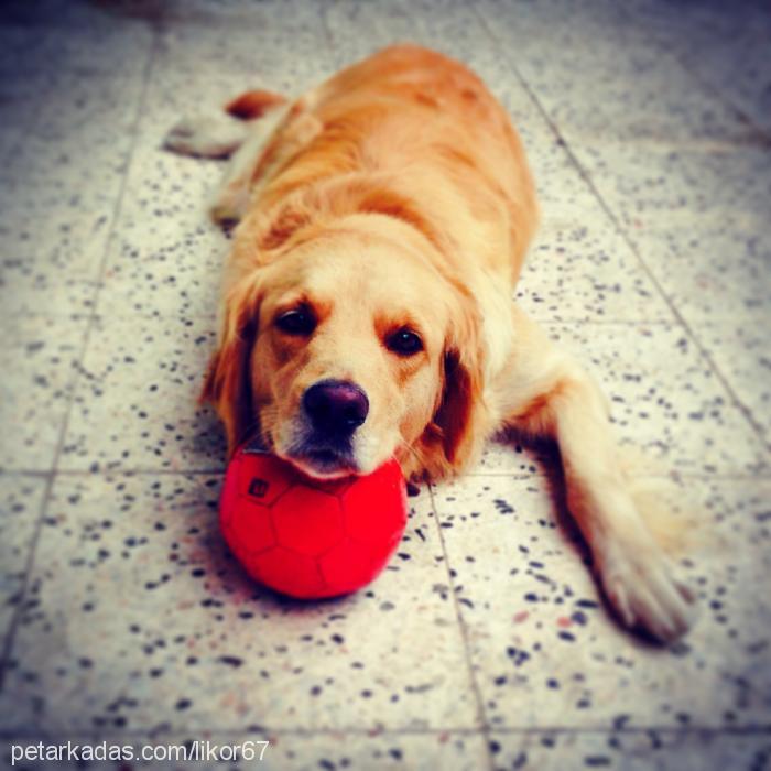 likör Dişi Golden Retriever