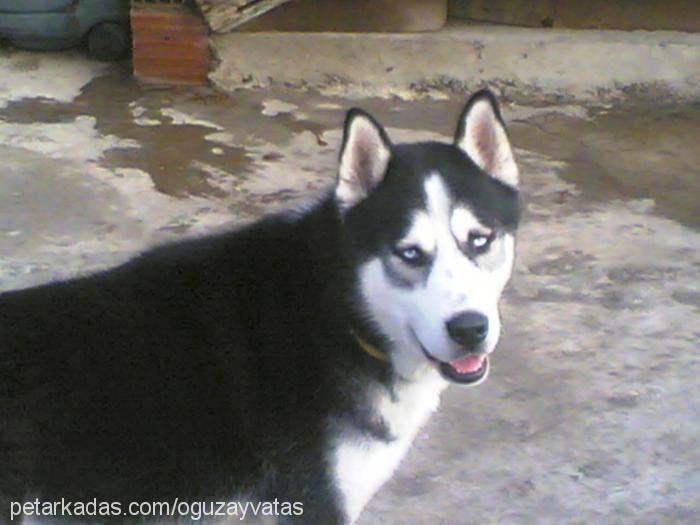 boby Erkek Sibirya Kurdu (Husky)