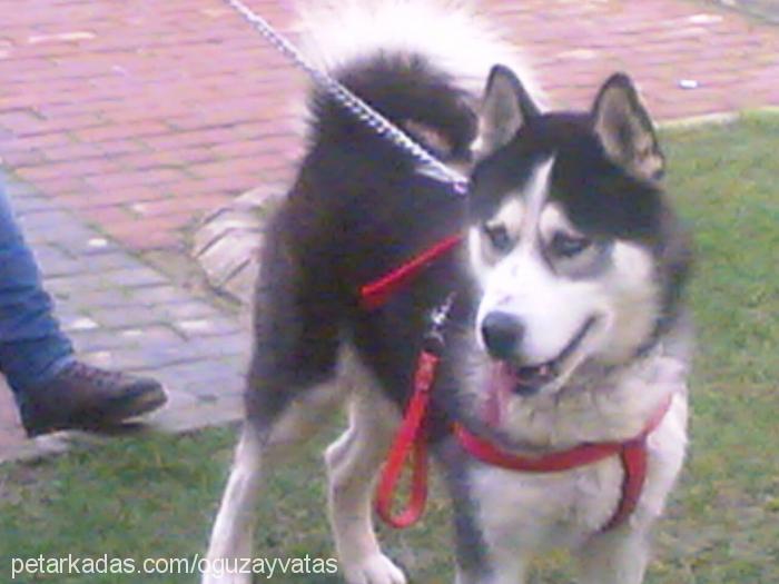 boby Erkek Sibirya Kurdu (Husky)