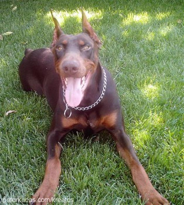 red Erkek Doberman Pinscher