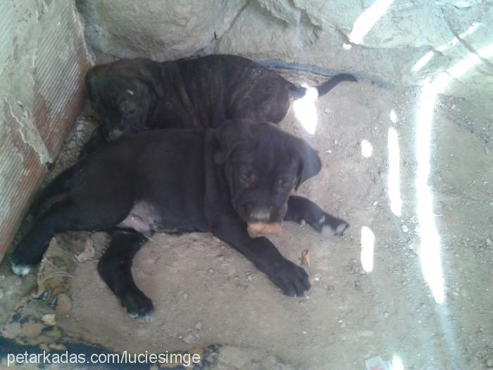 bebislerimiz Erkek Cane Corso Italiano