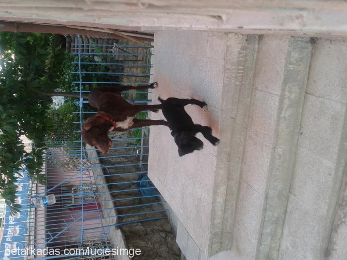 bebislerimiz Erkek Cane Corso Italiano