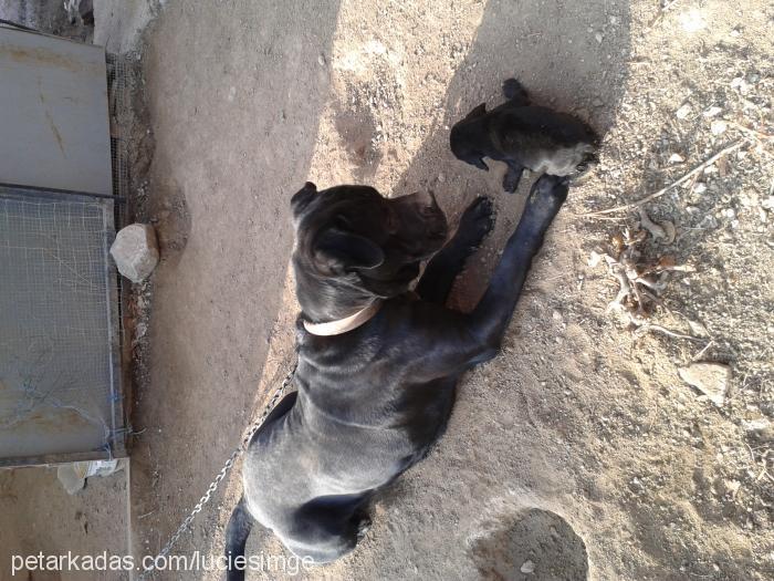 bebislerimiz Erkek Cane Corso Italiano