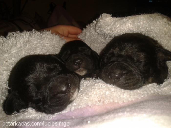 bebislerimiz Erkek Cane Corso Italiano