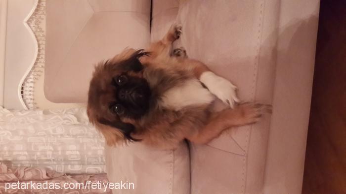 zeytin Erkek Pekingese