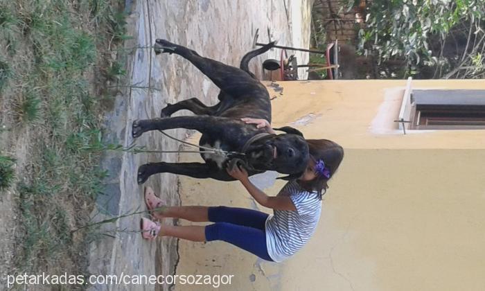 zagor Erkek Cane Corso Italiano