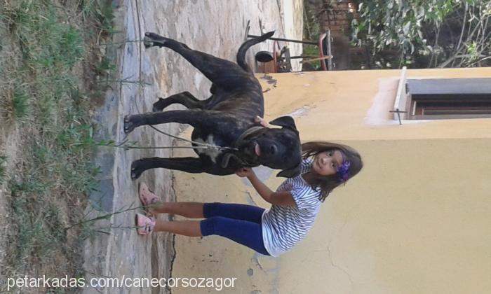 zagor Erkek Cane Corso Italiano