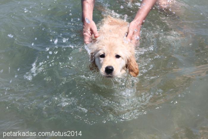 lotus Dişi Golden Retriever