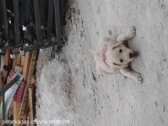 lina Dişi Labrador Retriever