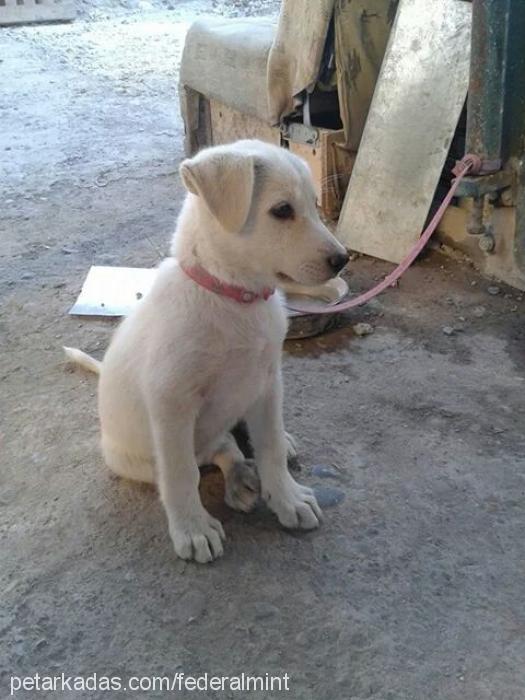 lina Dişi Labrador Retriever