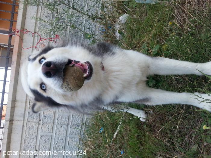 feyzo Erkek Alaskan Malamute