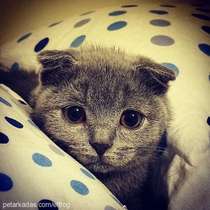 febi Dişi Scottish Fold