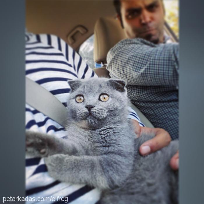 febi Dişi Scottish Fold