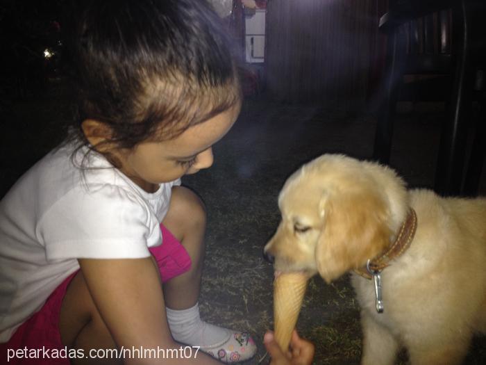 Çİzİ Dişi Golden Retriever