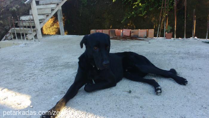 zeytin Erkek Labrador Retriever