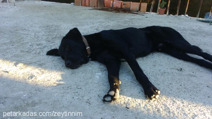 zeytin Erkek Labrador Retriever