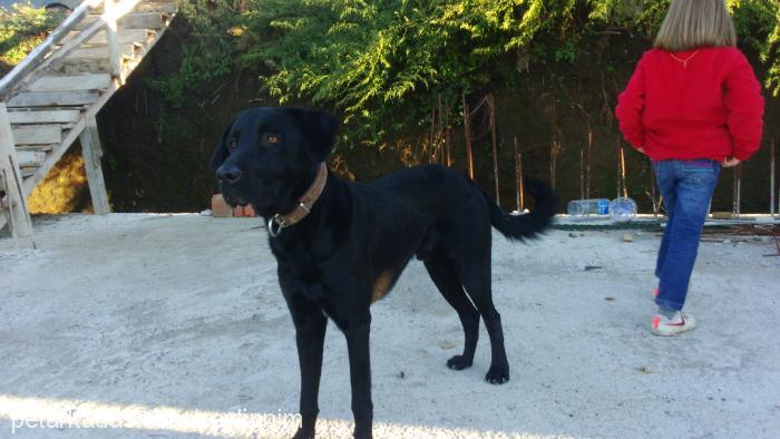 zeytin Erkek Labrador Retriever