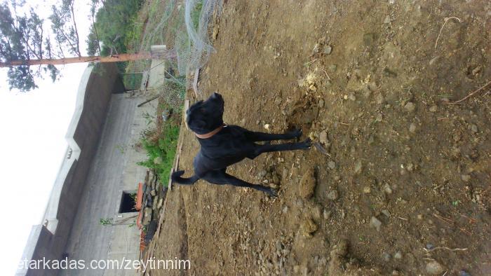 zeytin Erkek Labrador Retriever