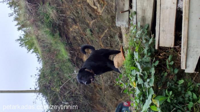 zeytin Erkek Labrador Retriever